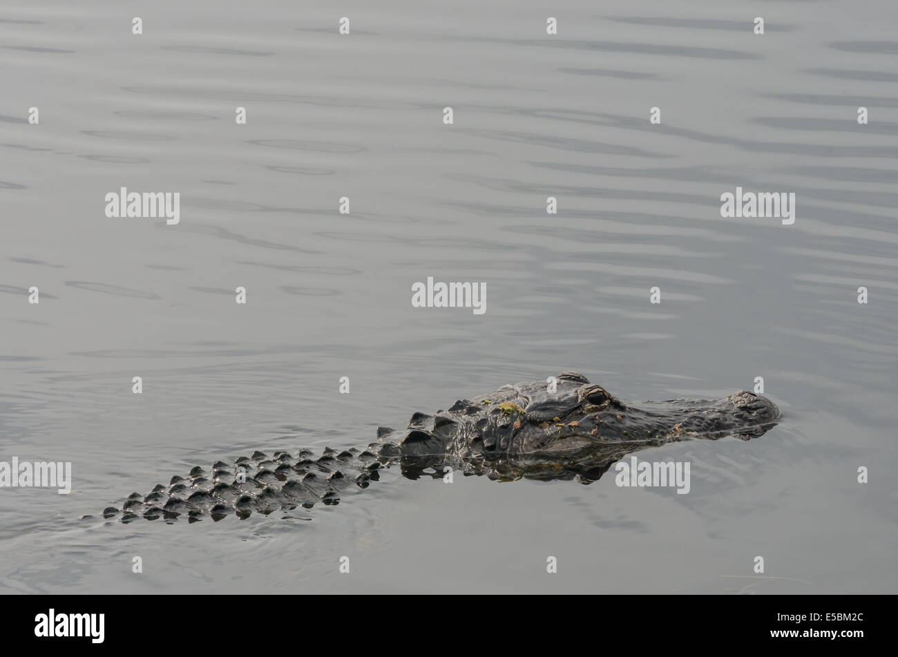 Ein Alligator kommt an die Oberfläche des ruhigen Wassers in einem Florida-Feuchtgebiet Stockfoto