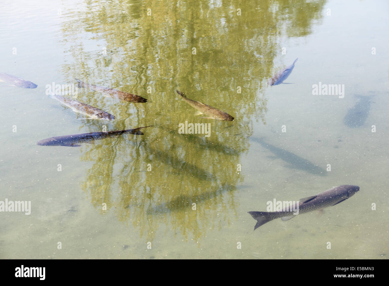 Die Bachforelle (Salmo Trutta) in transparente Teich Stockfotografie
