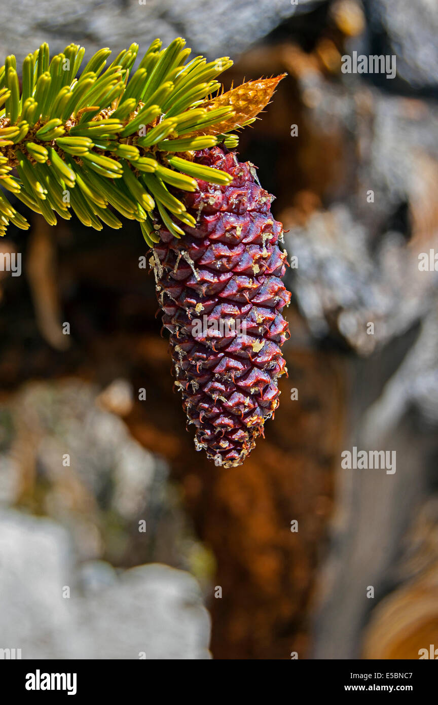 Ancient Bristlecone Kiefernwald, White Mountains, Kalifornien, USA Stockfoto