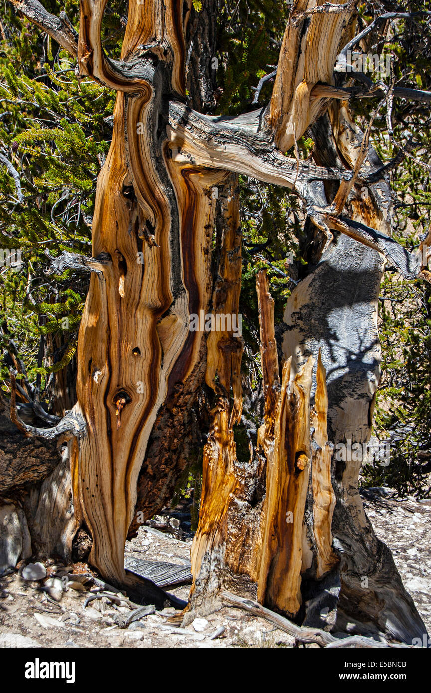 Ancient Bristlecone Kiefernwald, White Mountains, Kalifornien, USA Stockfoto