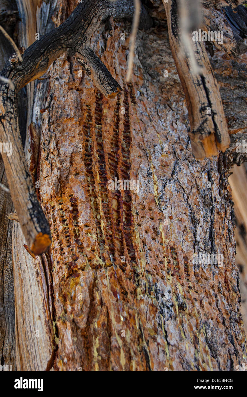 Ancient Bristlecone Kiefernwald, White Mountains, Kalifornien, USA Stockfoto