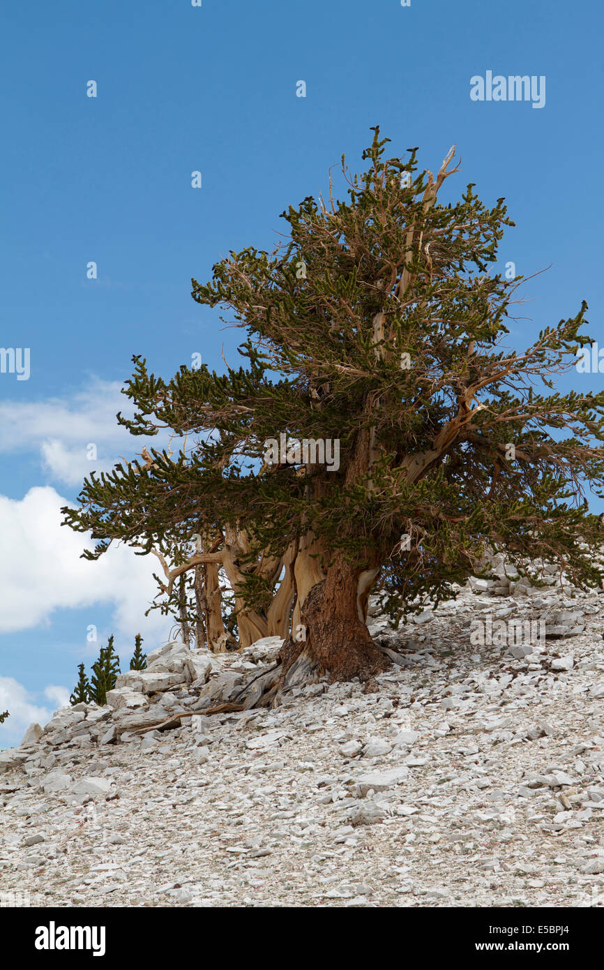 Alten Bristlecone Kiefer in den White Mountains, Kalifornien und Umgebung: Stockfoto