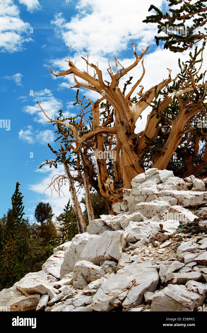 Alten Bristlecone Kiefer im Patriarch Grove in den White Mountains, Kalifornien und Umgebung: Stockfoto