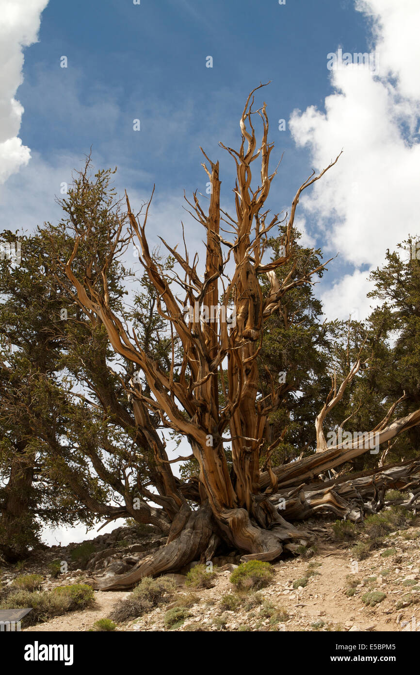 Ancient Bristlecone Pine Tree in den weißen Bergen von Inyo County California USA Stockfoto