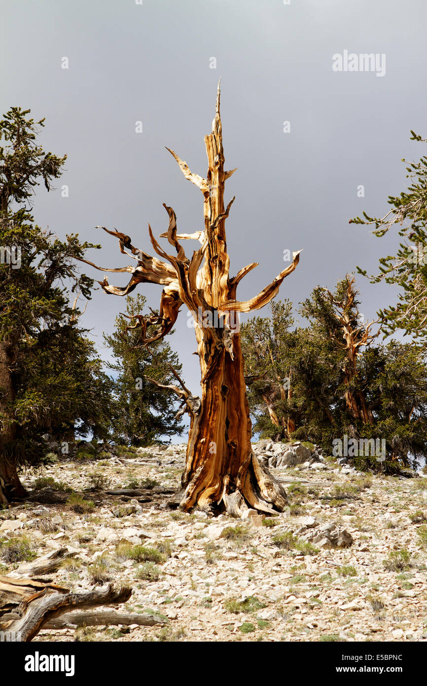 Alten Bristlecone Kiefer im Patriarch Grove in den White Mountains, Kalifornien und Umgebung: Stockfoto