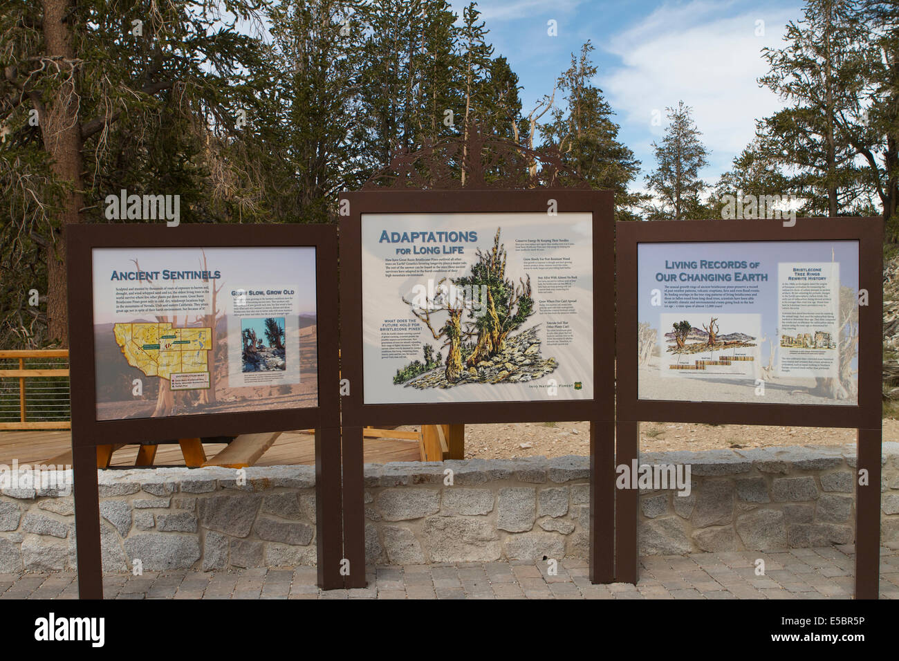 Zeichen und Trail Guides auf den alten Bristlecone Kiefer Wald Baum. Schulman Grove, Kalifornien Stockfoto