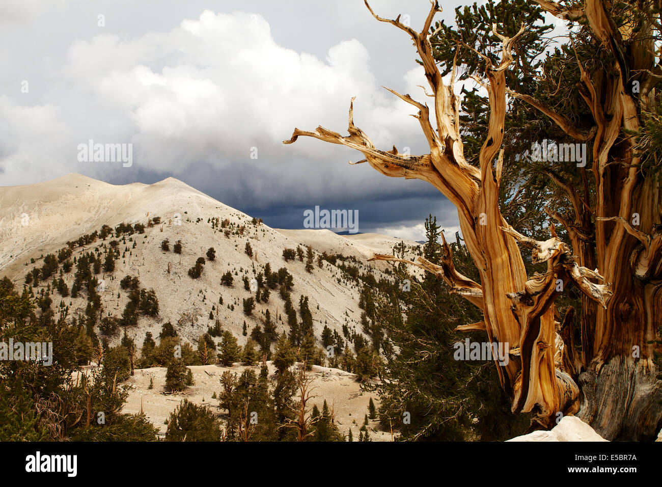 Alten Bristlecone Kiefer im Patriarch Grove in den White Mountains, Kalifornien und Umgebung: Stockfoto