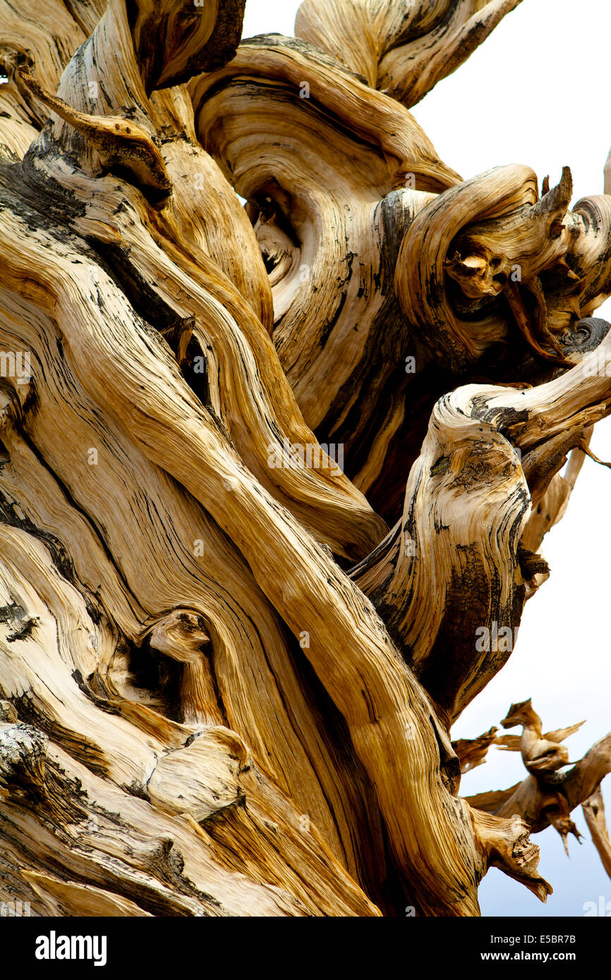 Alten Bristlecone Kiefer im Patriarch Grove in den White Mountains, Kalifornien und Umgebung: Stockfoto