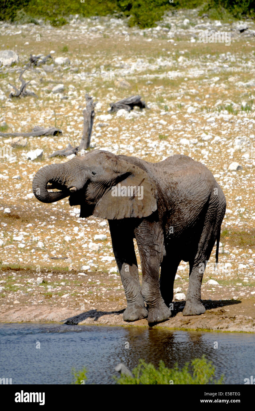 Ein afrikanischer Elefant Trinkwasser aus einem Wasserloch im Etosha Nationalpark in Namibia Stockfoto