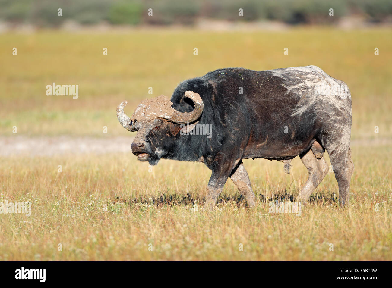 Schlamm bedeckt Bull afrikanische oder Kaffernbüffel (Syncerus Caffer), Süd Afrika Stockfoto