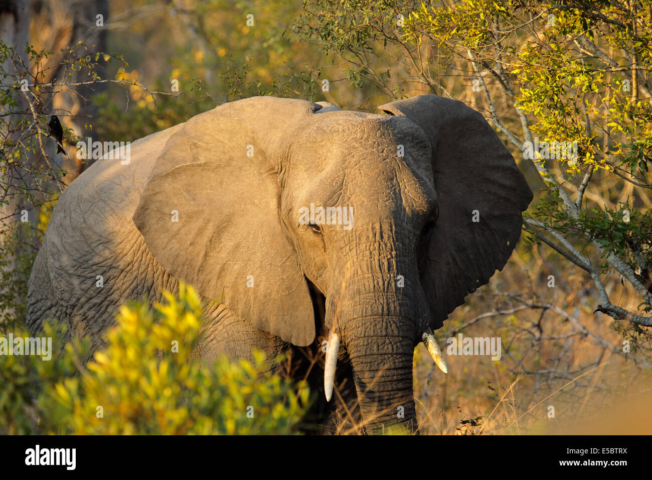 Afrikanischer Elefant (Loxodonta Africana) mit großen Ohren flattern, Sabie Sand Naturschutzgebiet, Südafrika Stockfoto