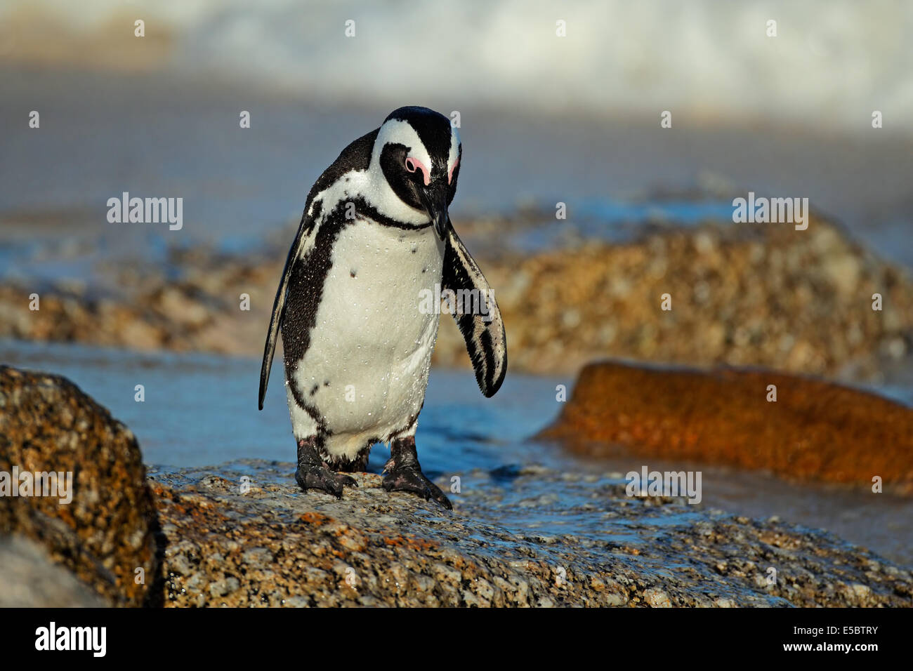 Afrikanische Pinguin (Spheniscus Demersus) am Strand, Western Cape, Südafrika Stockfoto