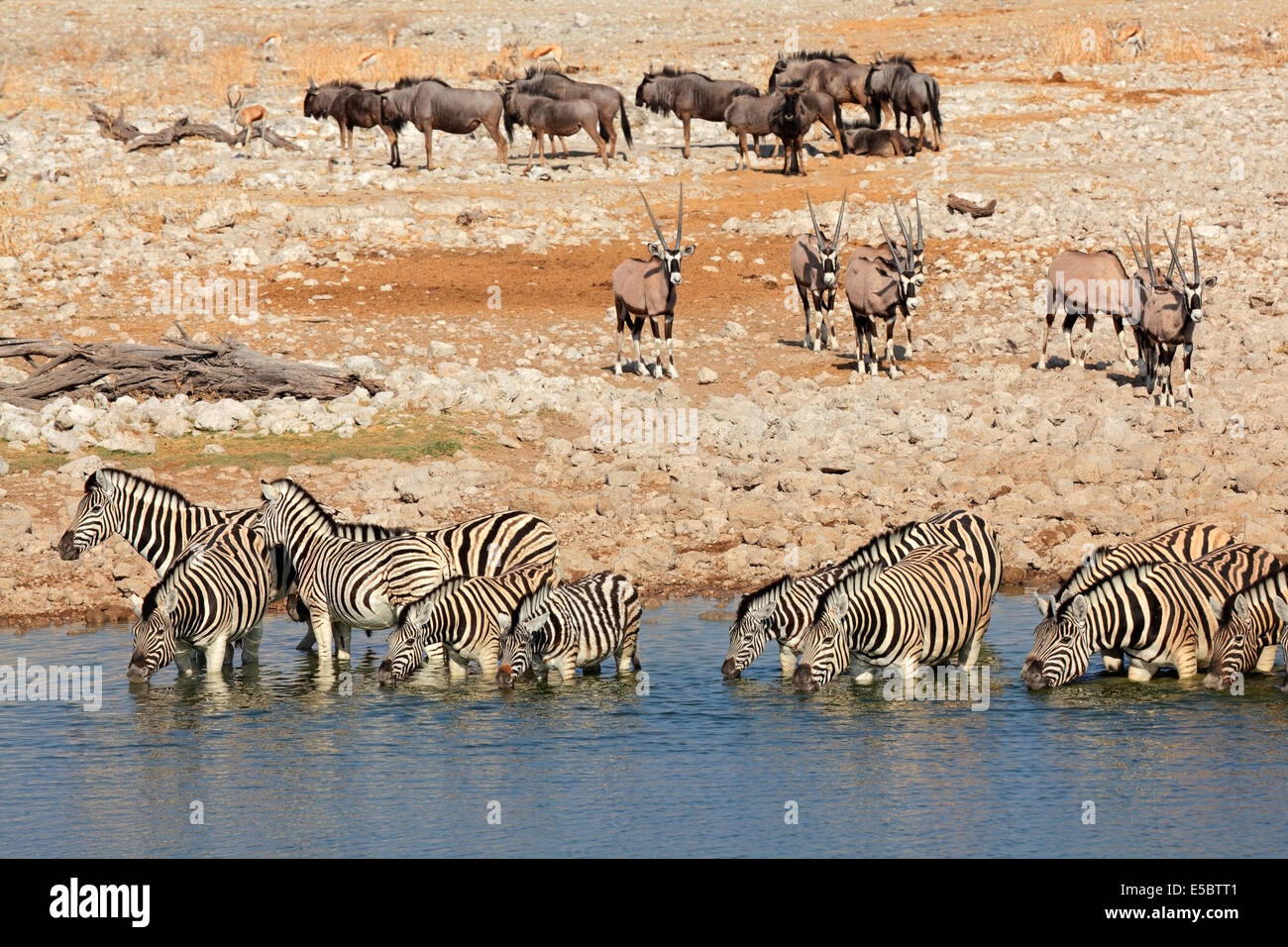 Ebenen Zebras, Gemsbock und Streifengnu an einer Wasserstelle, Etosha Nationalpark, Namibia Stockfoto