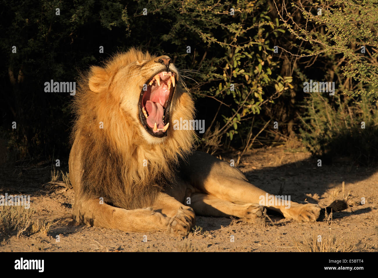 Großen männlichen afrikanischen Löwen (Panthera Leo) Gähnen, Südafrika Stockfoto