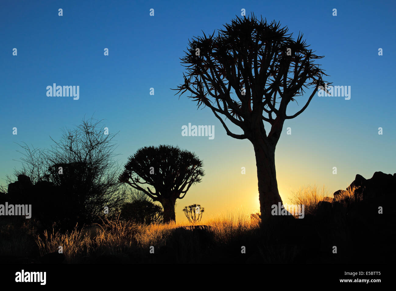 Silhouette der Köcherbäume (Aloe Dichotoma) bei Sonnenaufgang, Namibia, Südliches Afrika Stockfoto