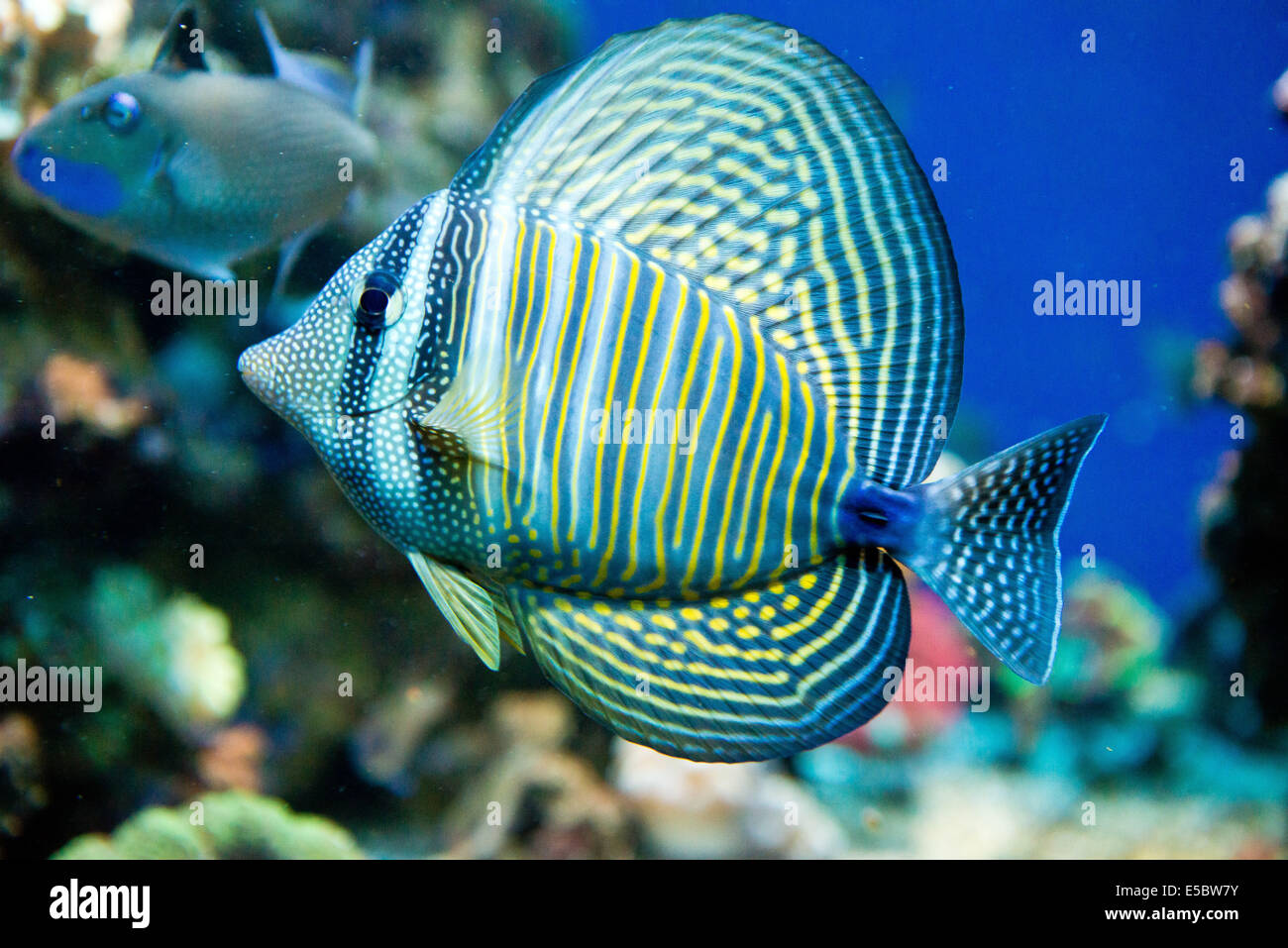 Salzwasser-Aquarium Fisch - Zebrasoma desjardini Stockfoto