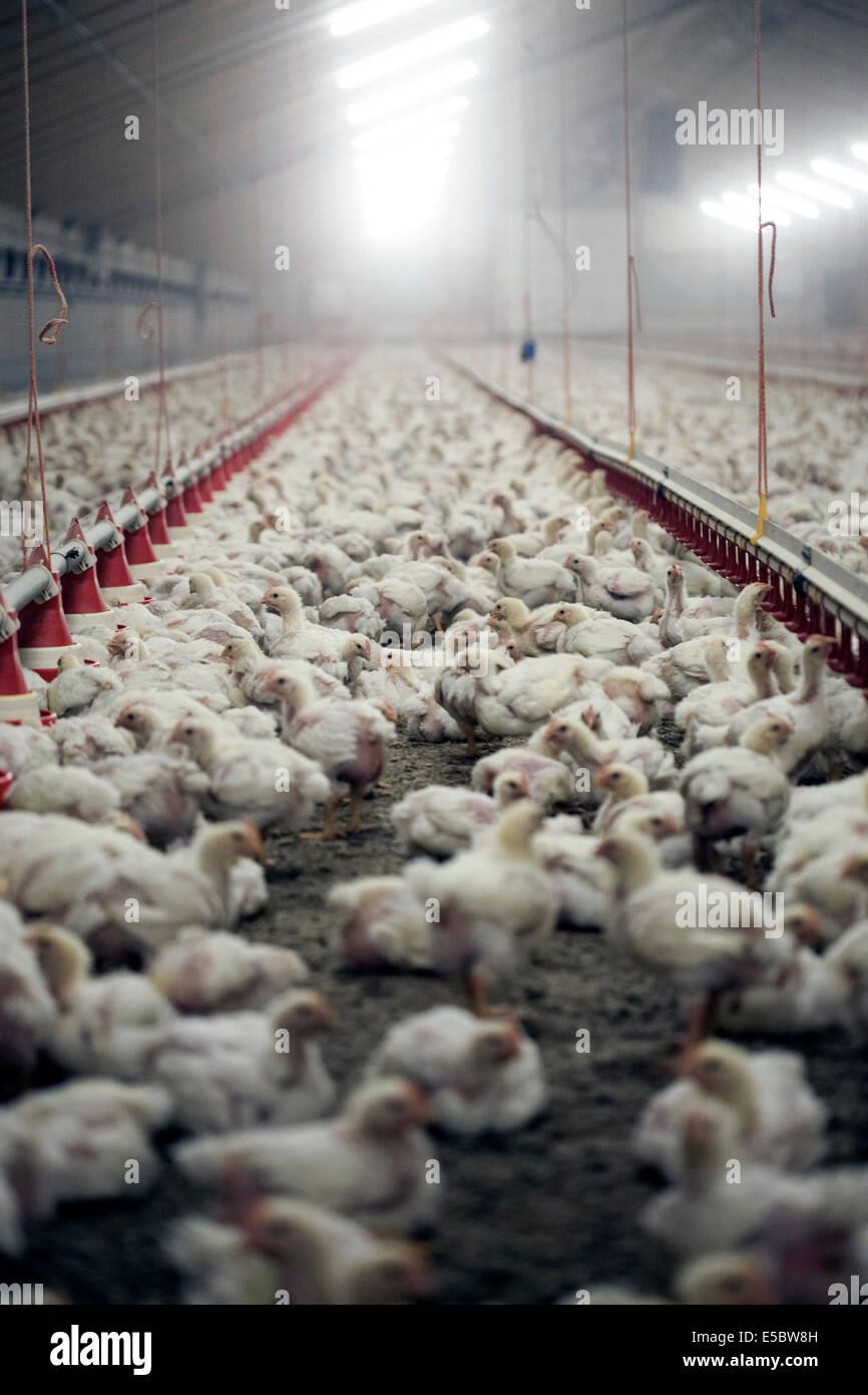 Hühner in der Vieh-Stift auf einer Hühnerfarm, die keine Antibiotika in der Aufzucht verwendet. Eindhoven, Holland Stockfoto