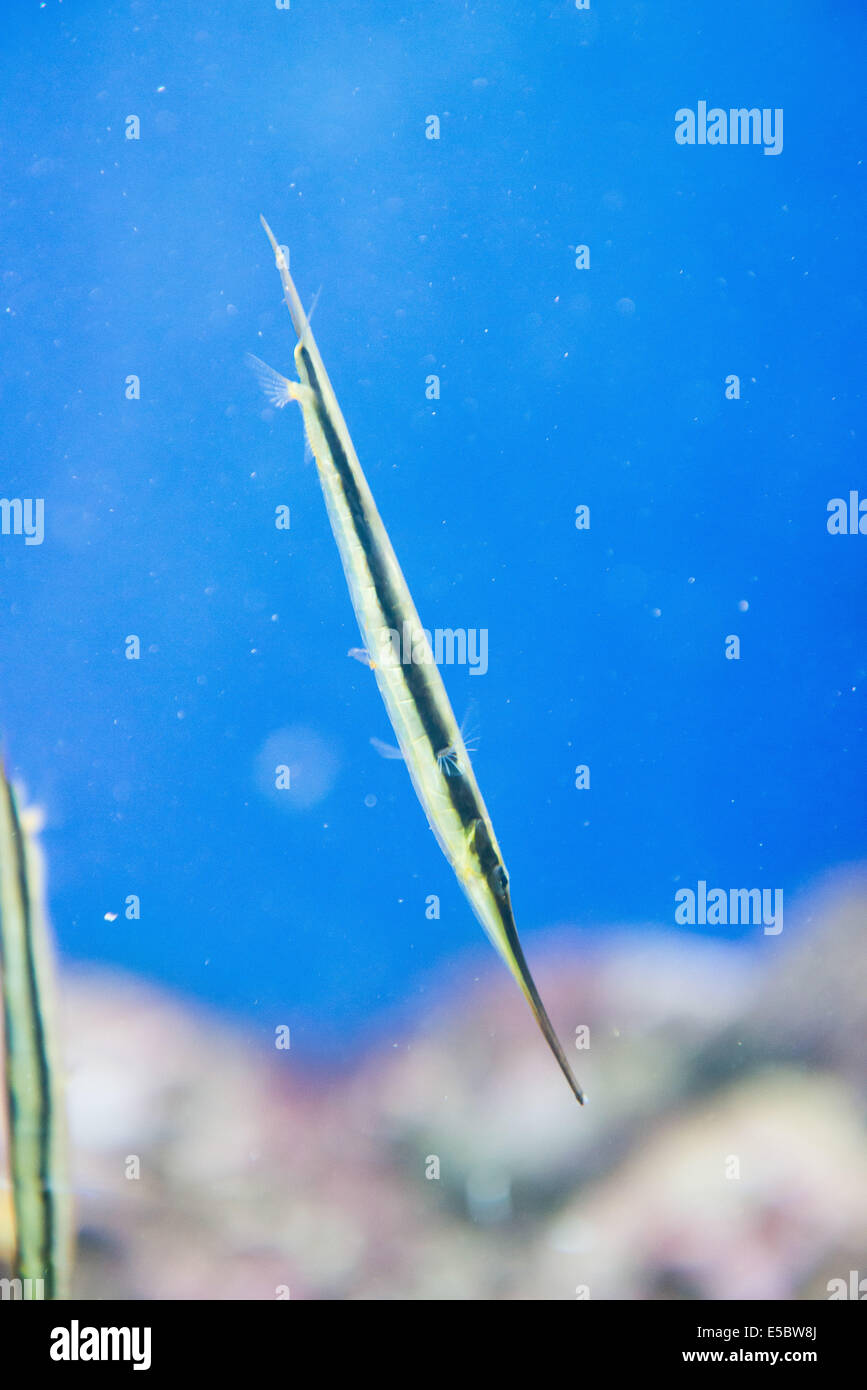 Salzwasserfische Razorfish - Aeoliscus strigatus Stockfoto
