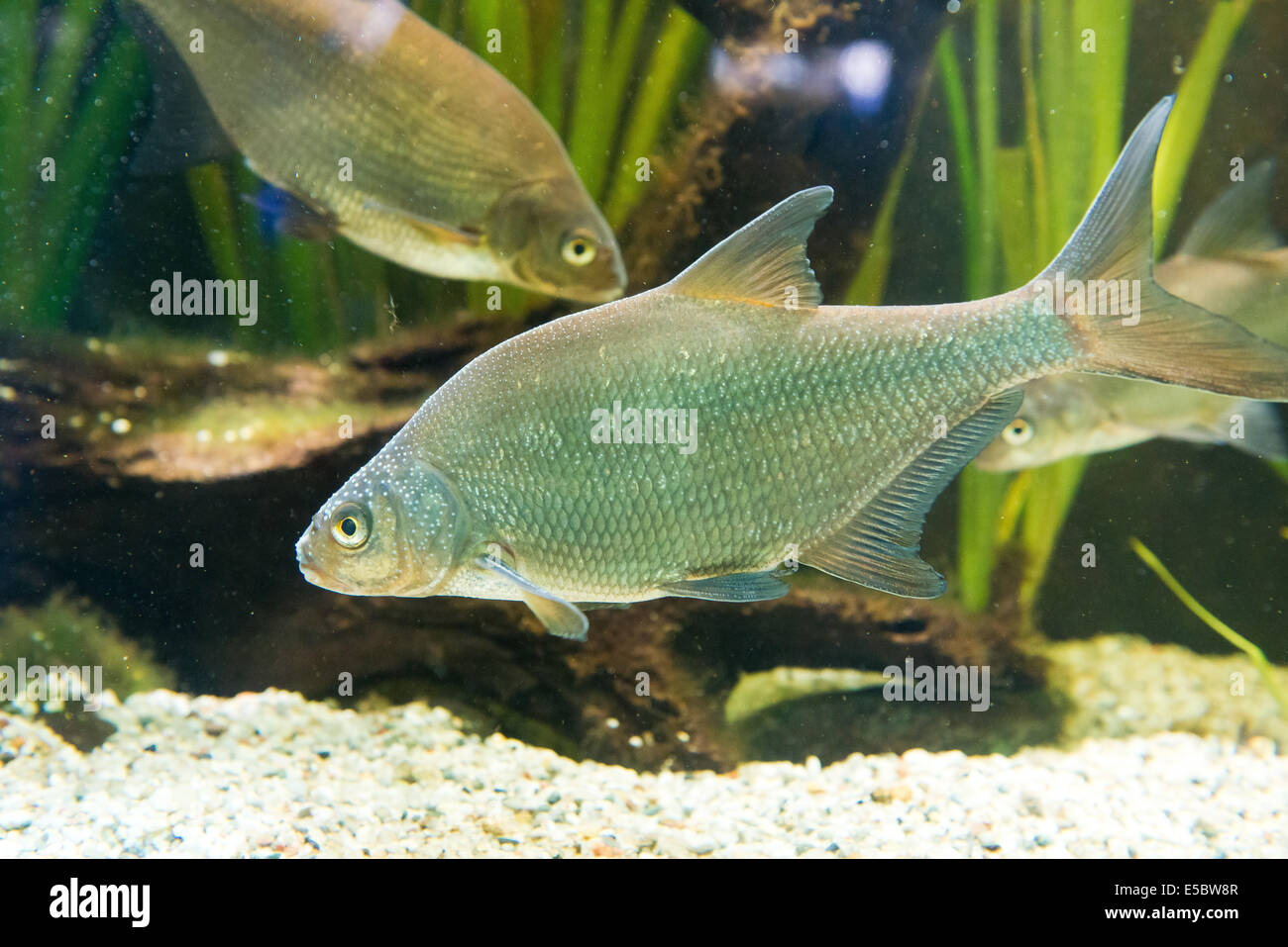 Süßwasserfische Breme - Abramis brama Stockfoto