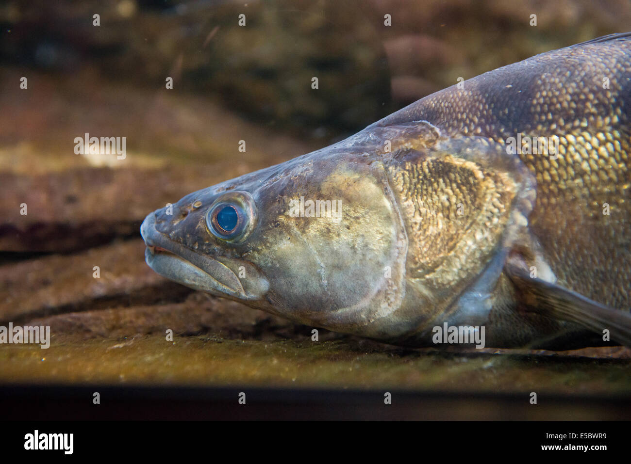 Porträt von Süßwasserfischen Zander - Sander lucioperca Stockfoto
