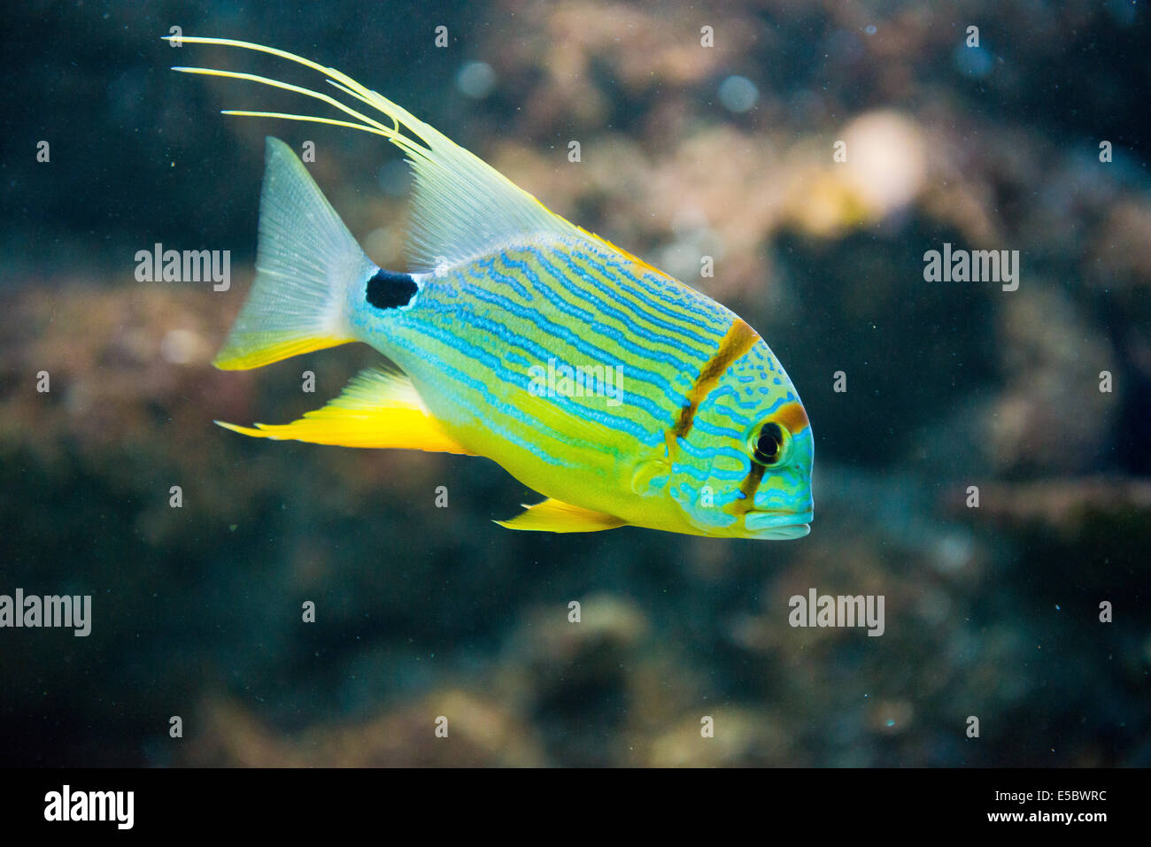 Salzwasserfische Snapper - Symphorichthys spilurus Stockfoto
