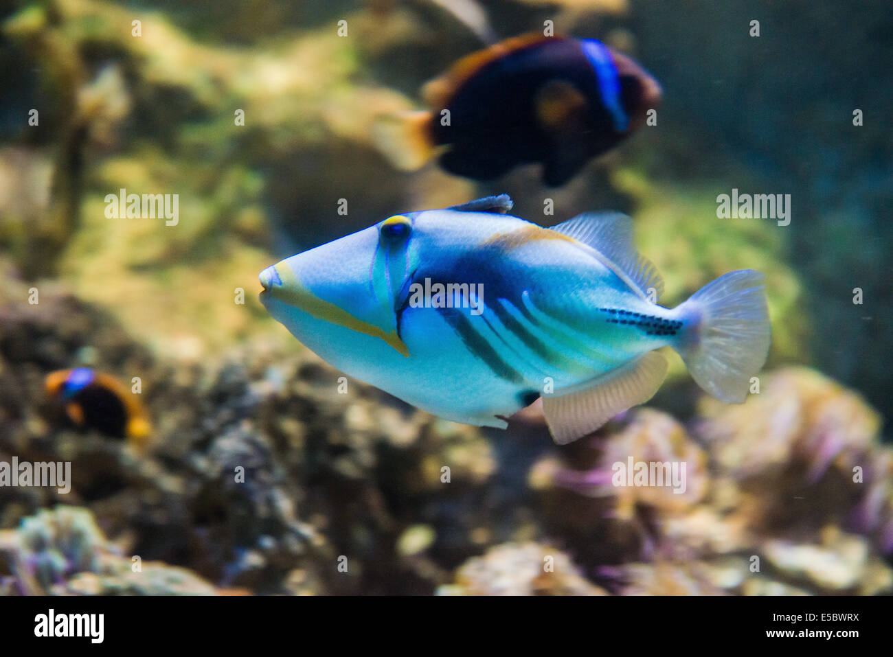 Salzwasserfische - Picasso-Drückerfisch - Rhinecanthus aculeatus Stockfoto