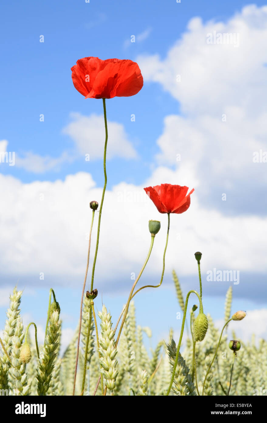 Wilder Mohn und Maisfeld. Schweden im Juni. Stockfoto