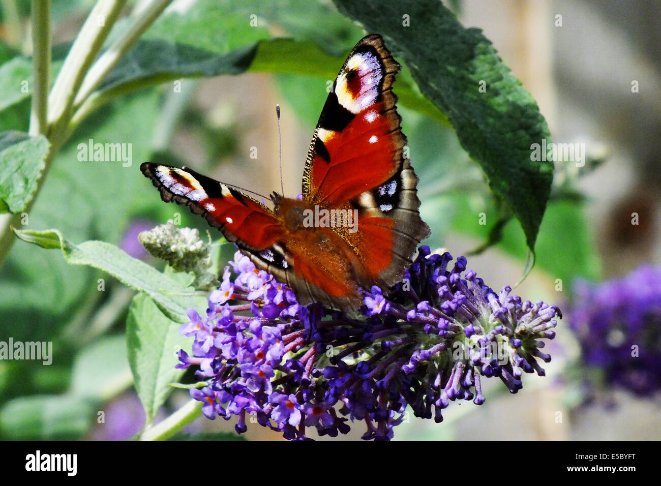 Tagpfauenauge auf Sommerflieder Stockfoto