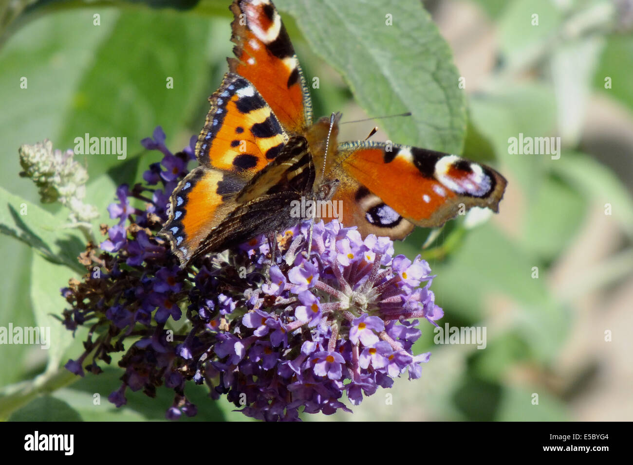 Kleiner Fuchs und Pfau auf Sommerflieder Stockfoto