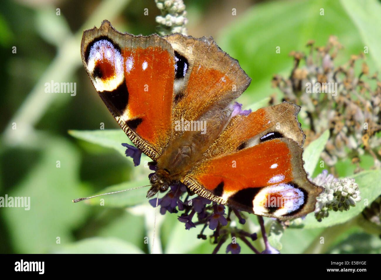 Tagpfauenauge auf Sommerflieder Stockfoto