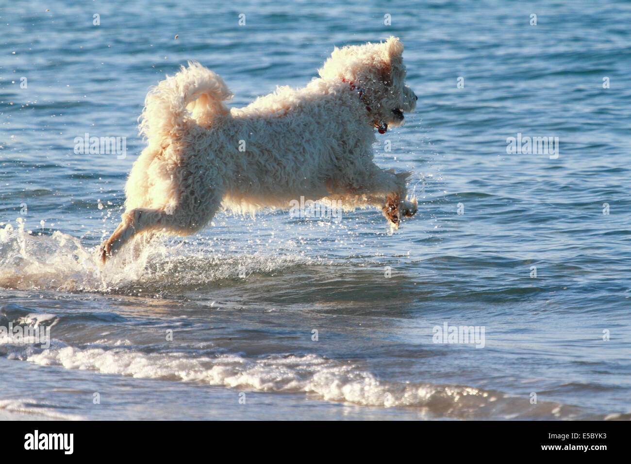 Ein Hund der Familie springt freudig von den Strand ins Meer in South Beach - Fremantle, Western Australia. Stockfoto