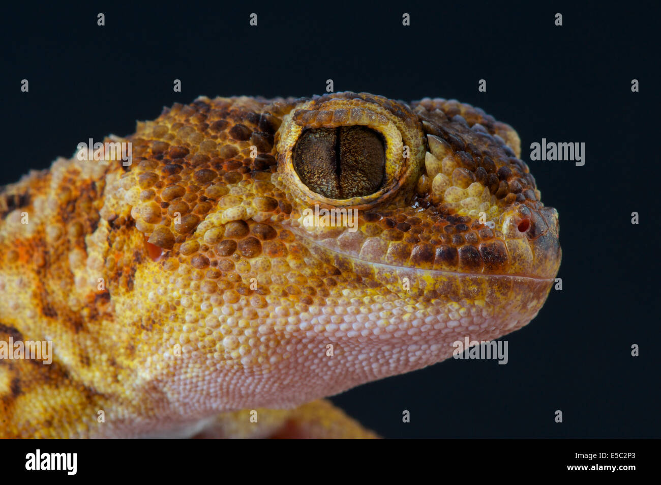 Riesige Boden Gecko / Chondrodactylus Angulifer Stockfoto