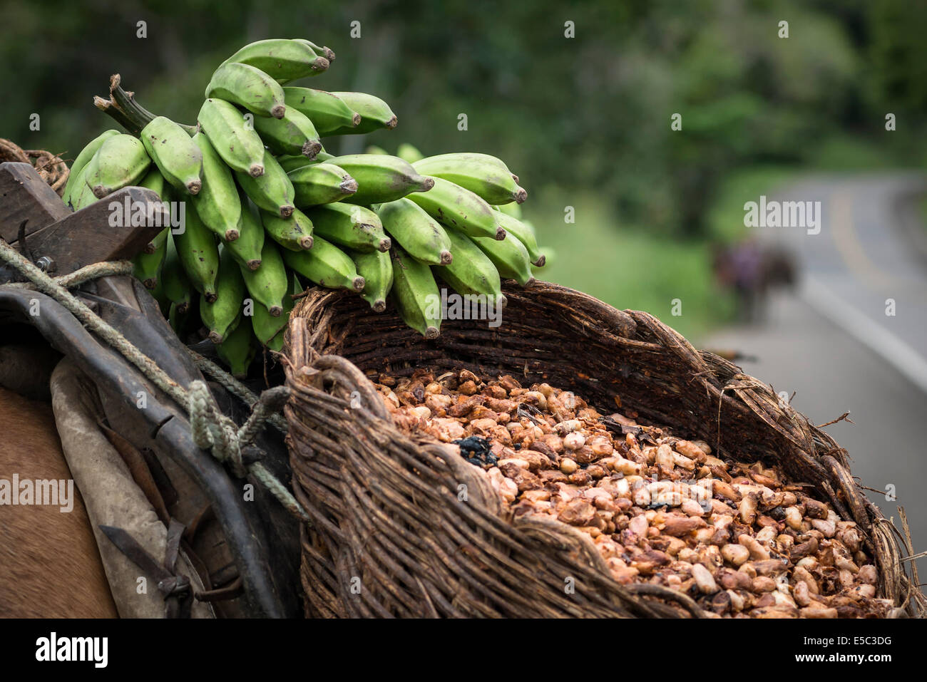 Körbe voller Kakao Samen in Brasilien Stockfoto