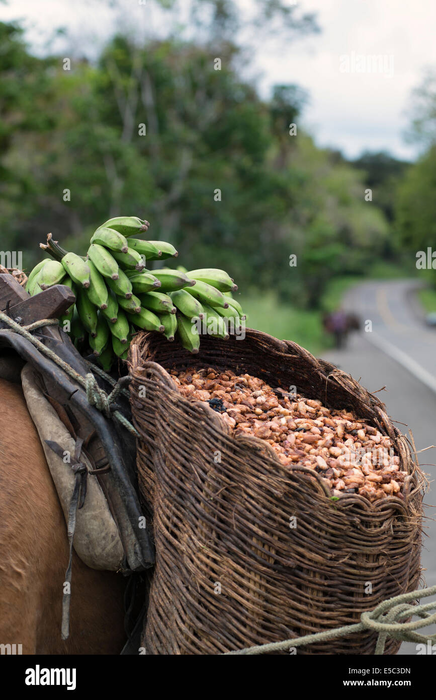 Körbe voller Kakao Samen in Brasilien Stockfoto