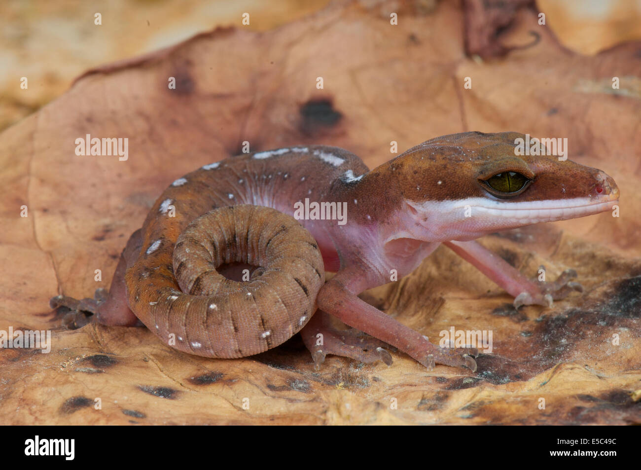 Katze-Gecko / Aeluroscalabotes Felinus Stockfoto