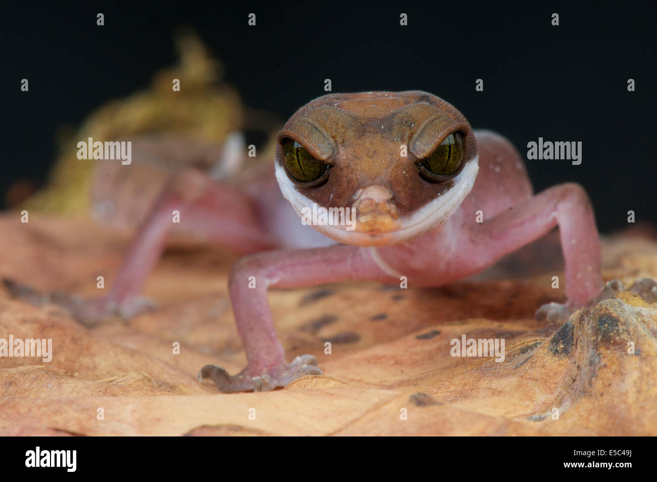 Katze-Gecko / Aeluroscalabotes Felinus Stockfoto