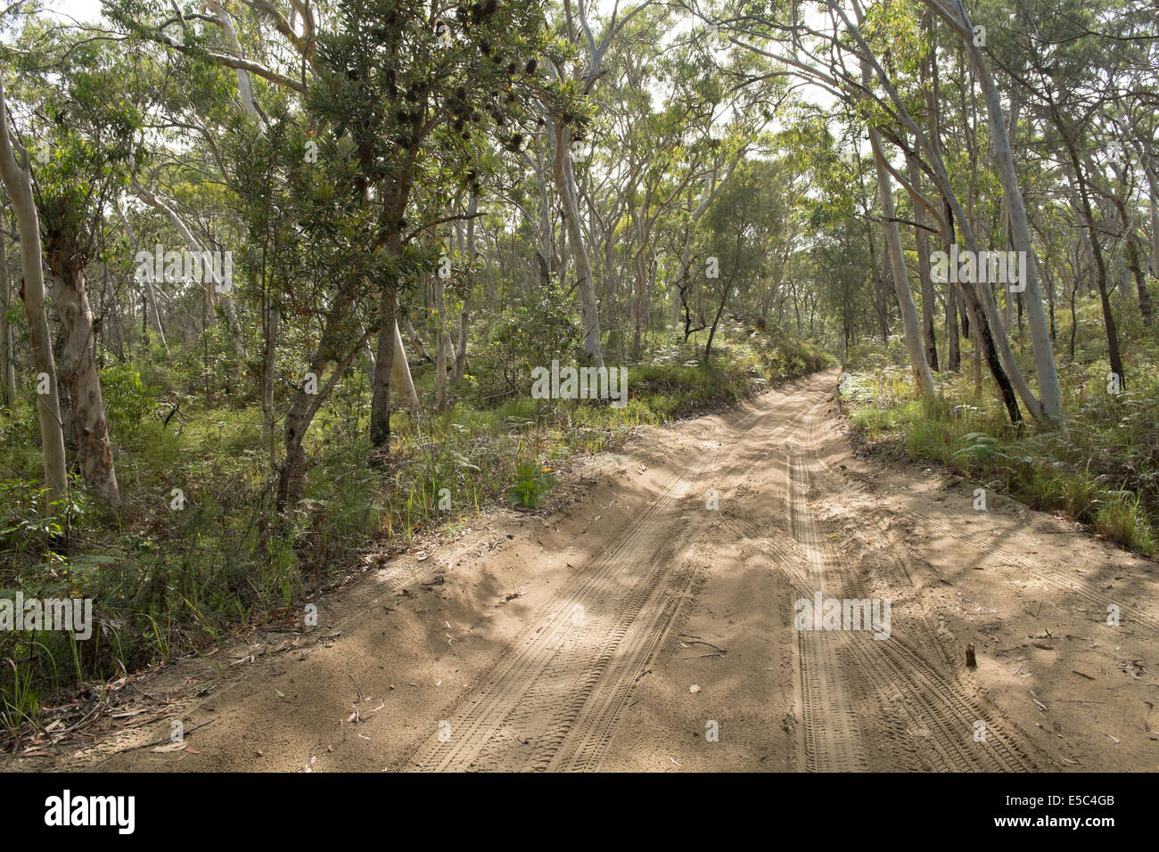 Frühmorgens am Middle Road, Moreton Island Stockfoto