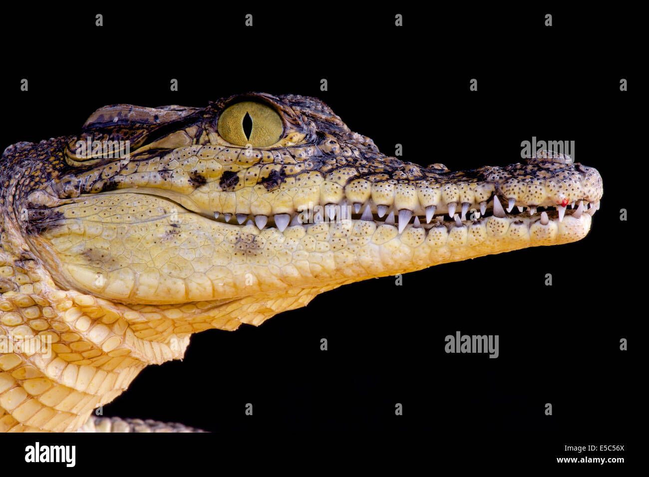 Nil-Krokodil / Crocodilus Niloticus Stockfoto