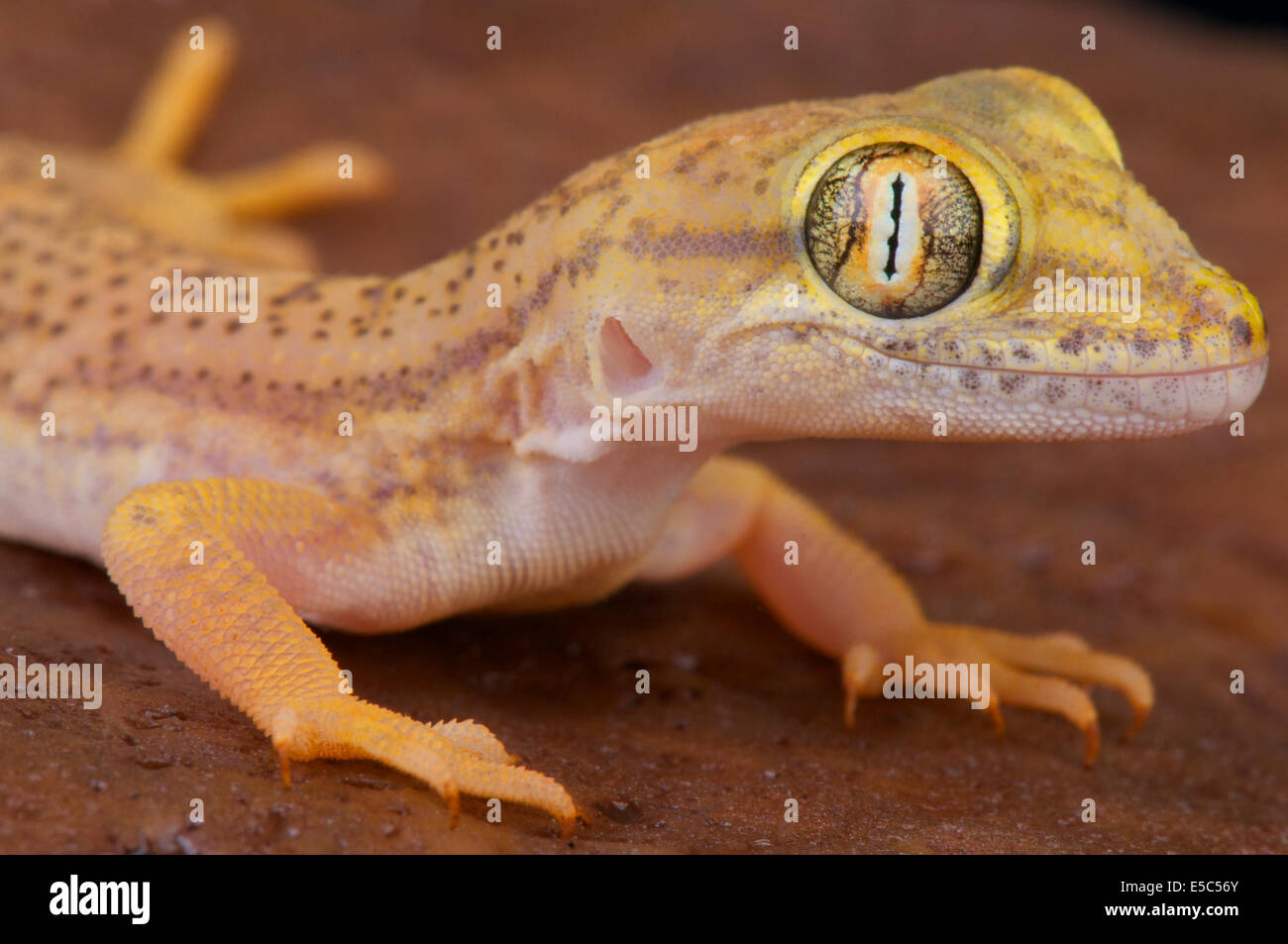 Kamm-toed Gecko / Crossobamon Eversmanni Stockfoto