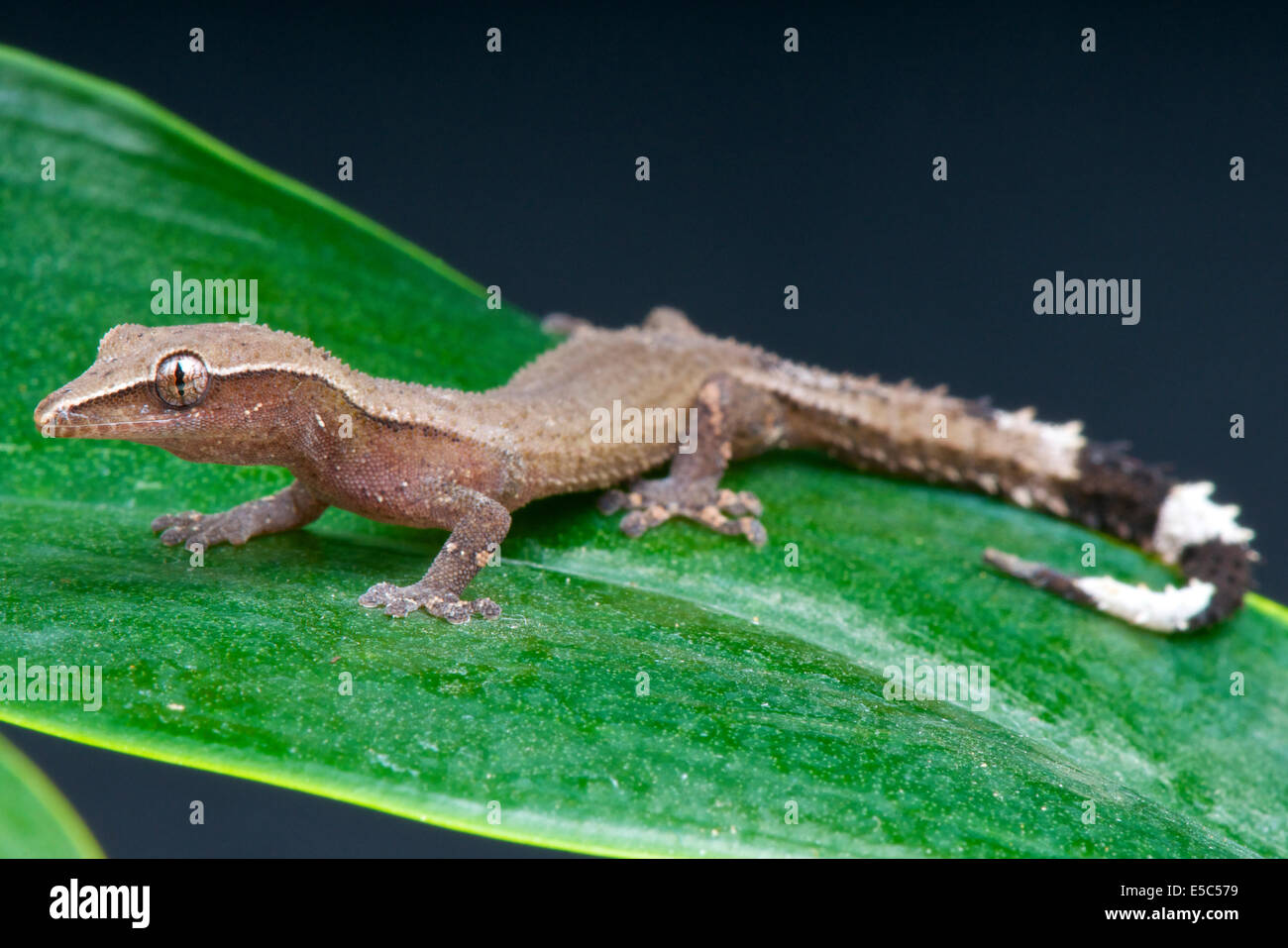 Clawless Gecko / Ebenavia Inunguis Stockfoto