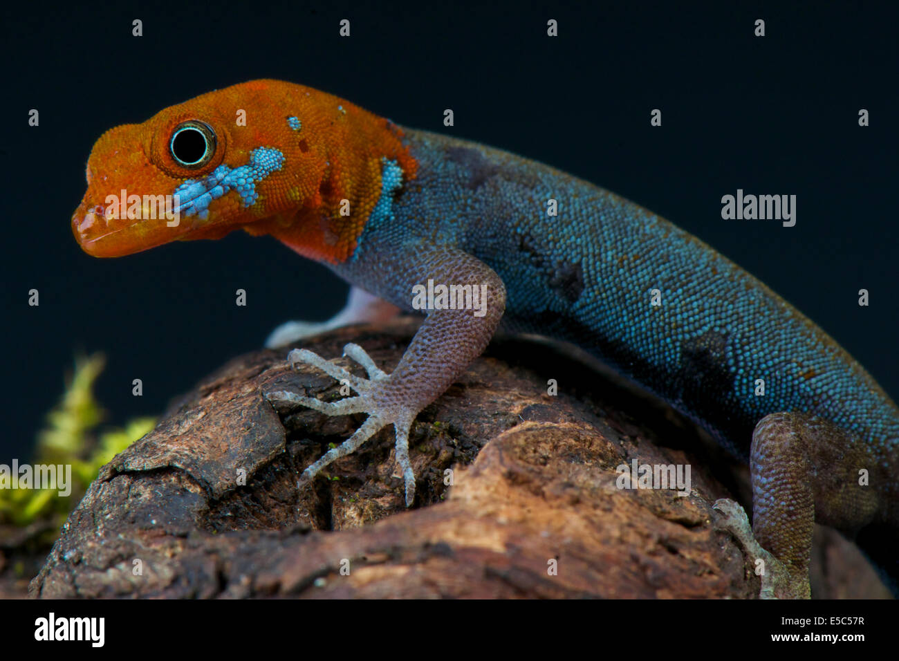 Rothaarige Zwerg Gecko / Gonatodes Albogularis Fuscus Stockfoto
