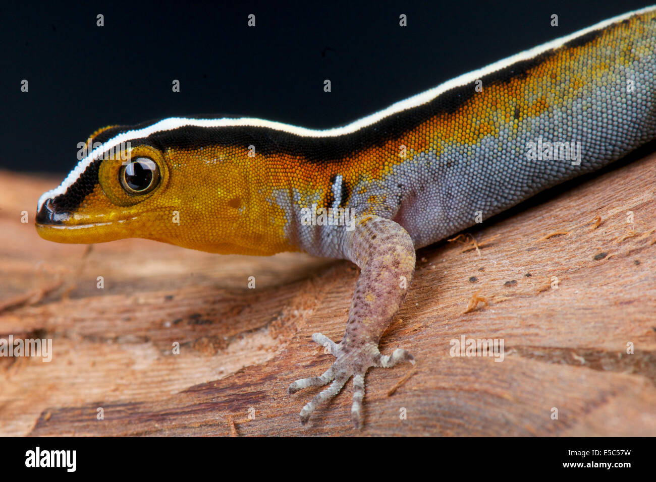 Gestreifter Zwerg Gecko / Gonatodes Vittatus Stockfoto