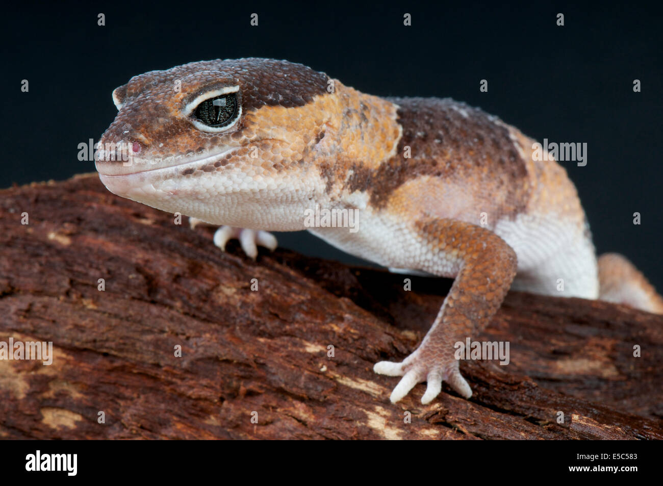 Fett-tailed Gecko / Hemitheconyx Caudicinctus Stockfoto