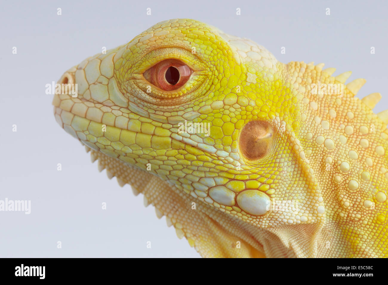 Albino Iguana / Iguana Iguana Stockfoto