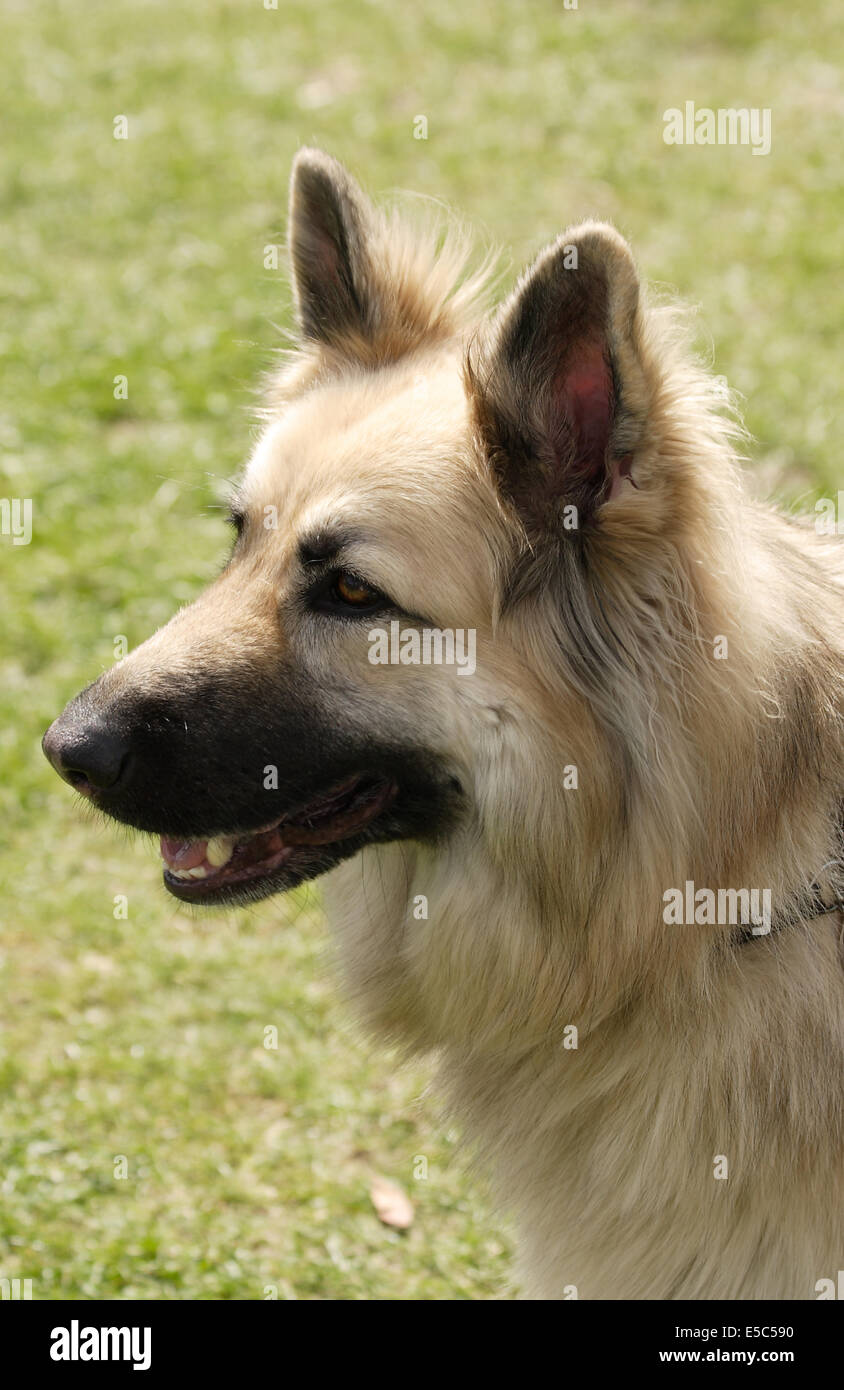 Deutsche sheppard Stockfoto