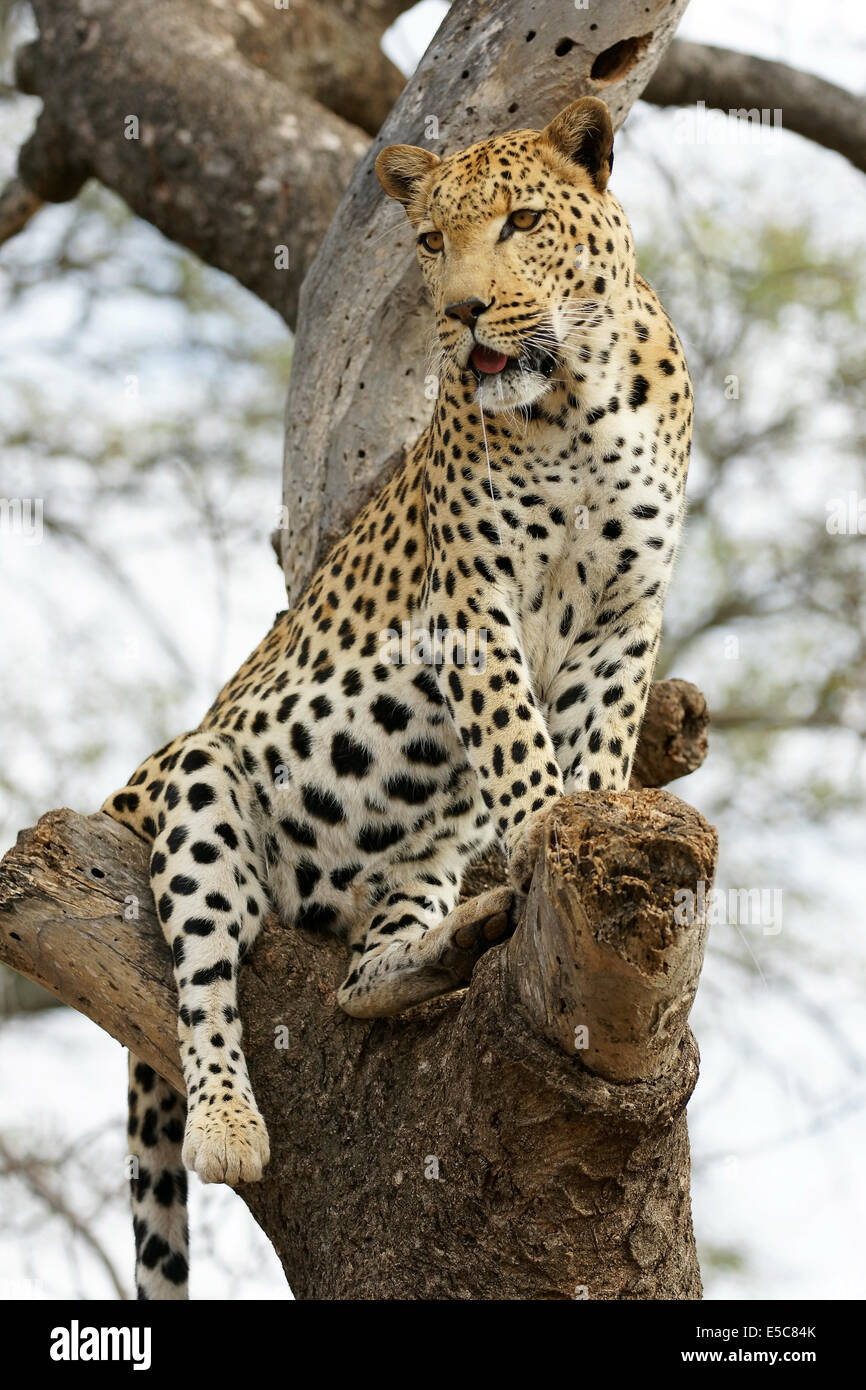 Afrikanischer Leopard Stockfoto