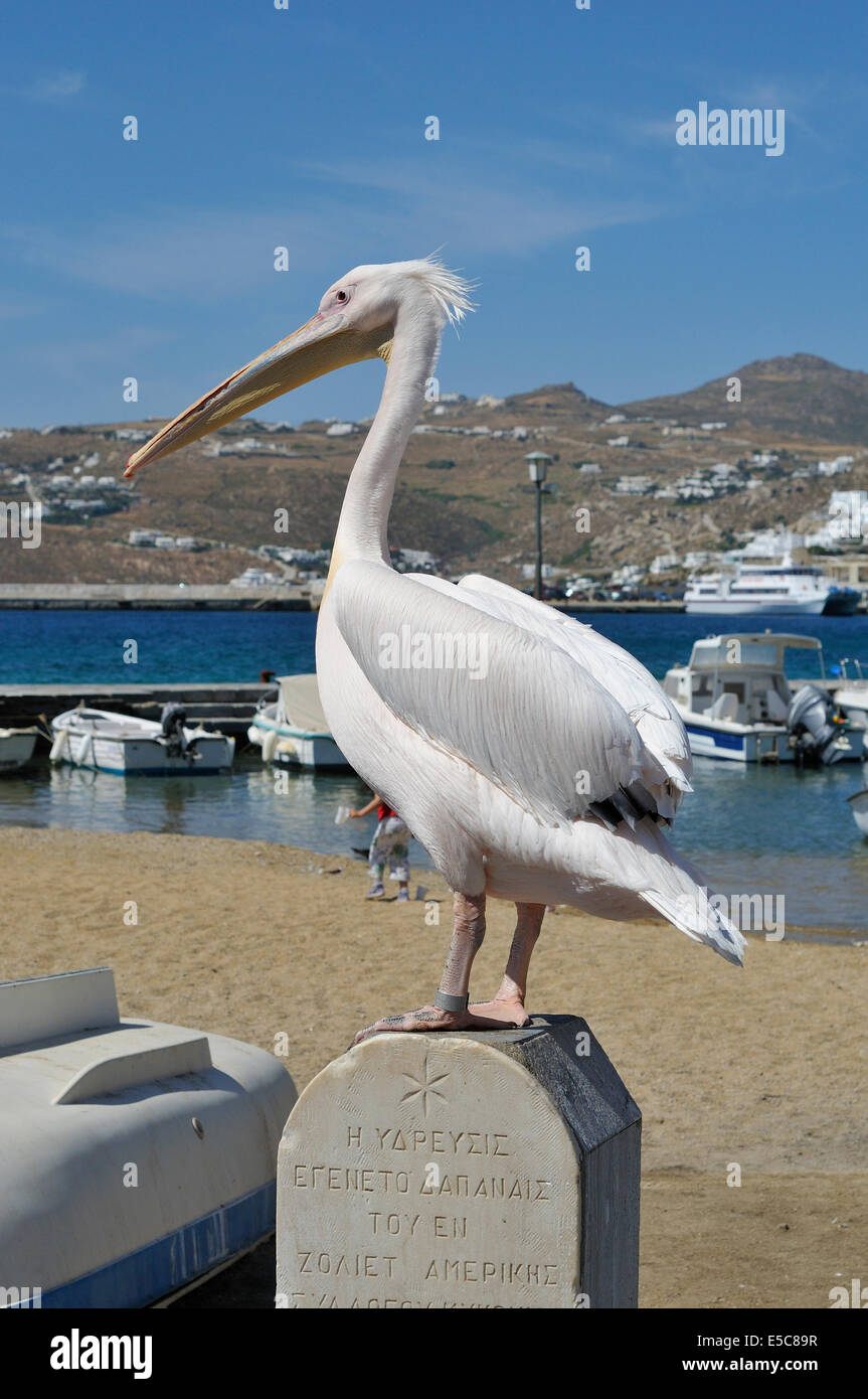 Petros der Pelikan Bewohner der Stadt Mykonos Griechenland. Stockfoto