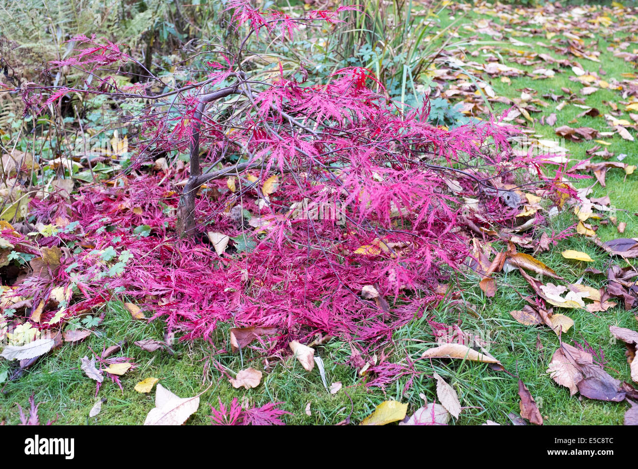 Langsam wachsender acer Fotos und Bildmaterial in hoher Auflösung Alamy