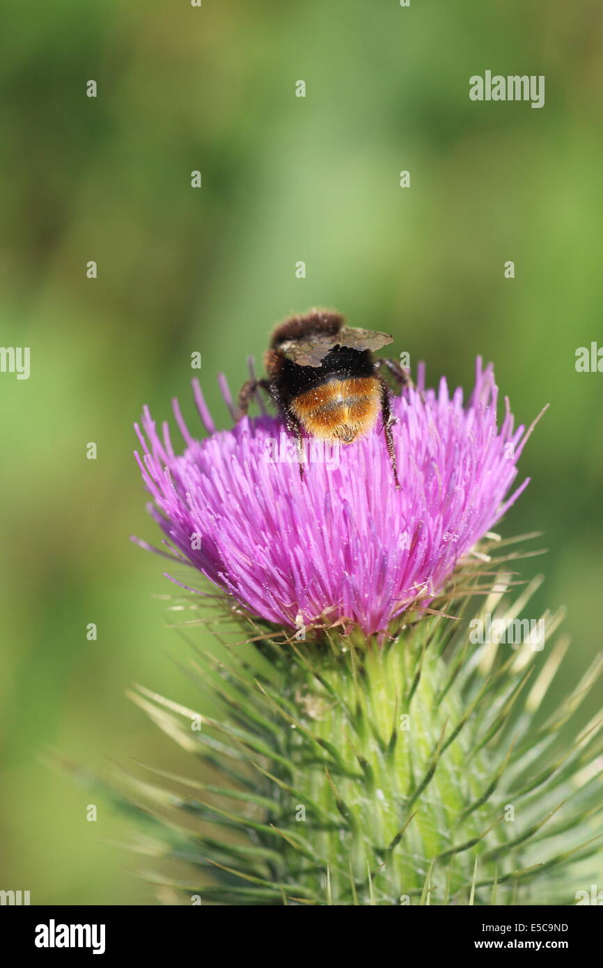 Weiblichen Hummel (Bombus Lapidarius) auf Distel (Cirsium Arvense) Blume Stockfoto