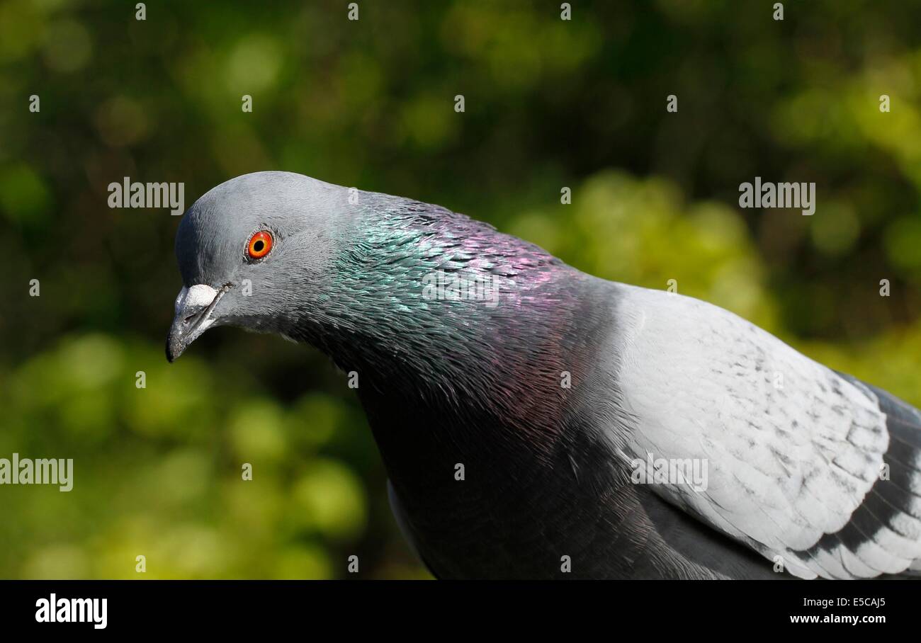 Columba domestica -Fotos und -Bildmaterial in hoher Auflösung – Alamy